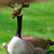 moosegoose