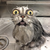 CatsAreNotCute