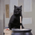 Salem_Saberhagen
