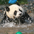 PandaLifeguard