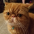 buffwiggins