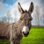 Donkey920