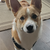 HenryTheCorgi