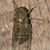 Cicada_Boss_CicadaWay