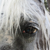 Clippity_Clop