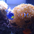 smartfish