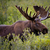 MooseTrader1