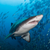 SandShark420