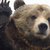 Sociablebear