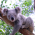 UrbanKoala