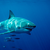 sharkofATX512