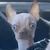 Investor_Mike