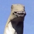 Doggerstd