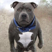 Crack Jack (@Crackjack) | Stocktwits