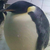 AmericanPenguin
