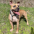 Nova_Pup_