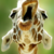 lolgiraffe