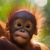 Orangustang