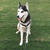 SiberianHuskyMom