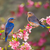 SolBirds