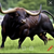 LongBull67