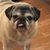 TraderPug