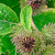 Burdock