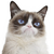 Grumpy_Cat