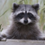 Arb_raccoon