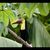 Pura_Vida