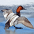 CertifiedCanvasback