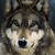 WolfOfShakedownStreet