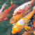 FreshGoldFish