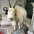 DA_GOAT