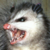 HissingPossum