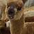 AlpacaD