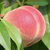 PeachGobbler