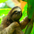 Stock_Sloth