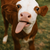 CowShepherd11700769420N7