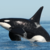 PAPA_WHALE