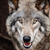 WolfOfFinland