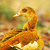 GoldenGeese