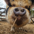 KuneKunePig