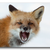FoxFax