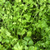Greengrass12