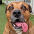 MyDogTradesBetter