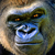 CongoGorilla