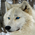 dalonewolf