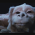 Falkor17