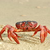 SailingCrab